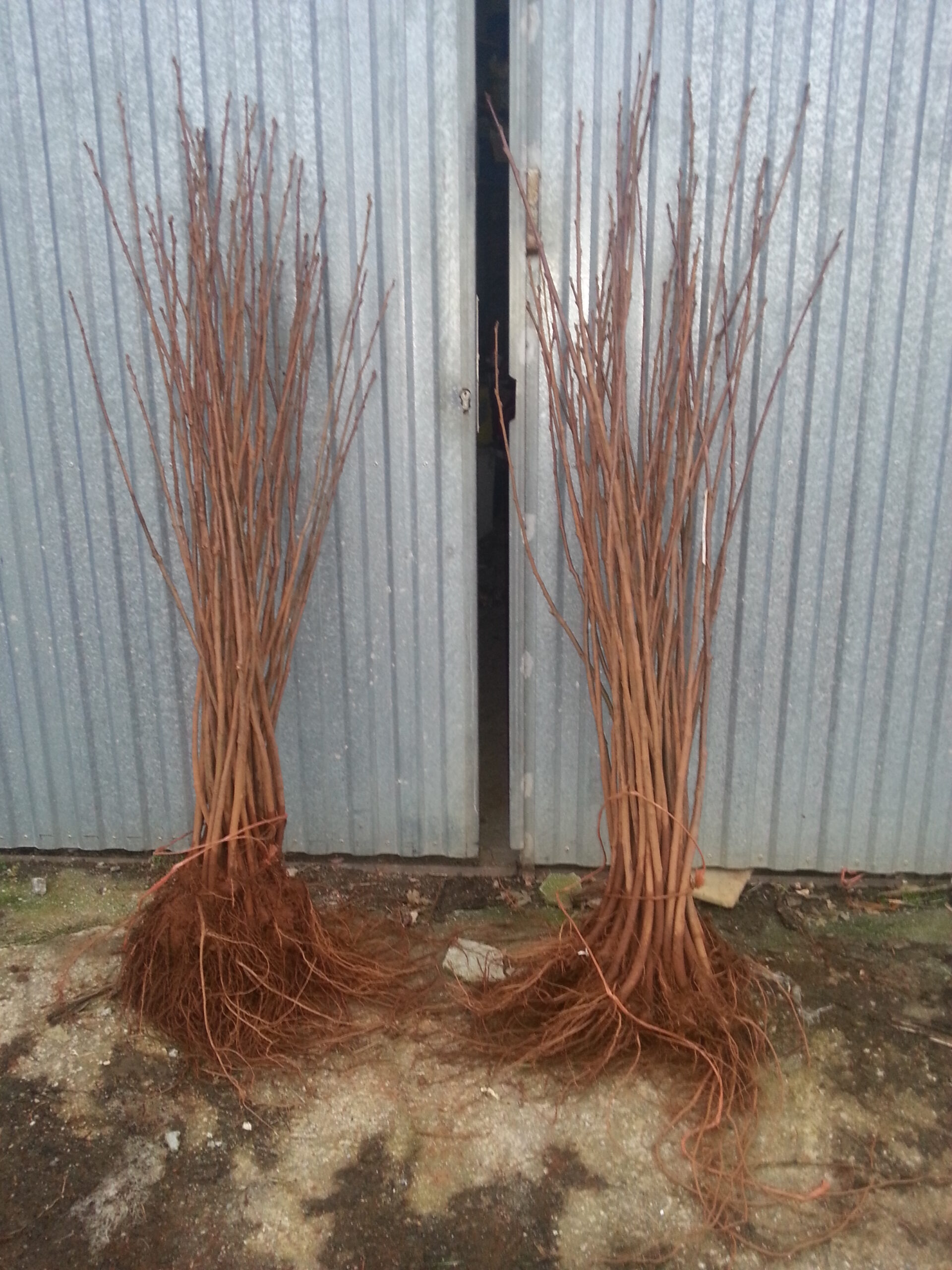 contacto - Plantación de castaños - vivero de plantas y árboles jóvenes