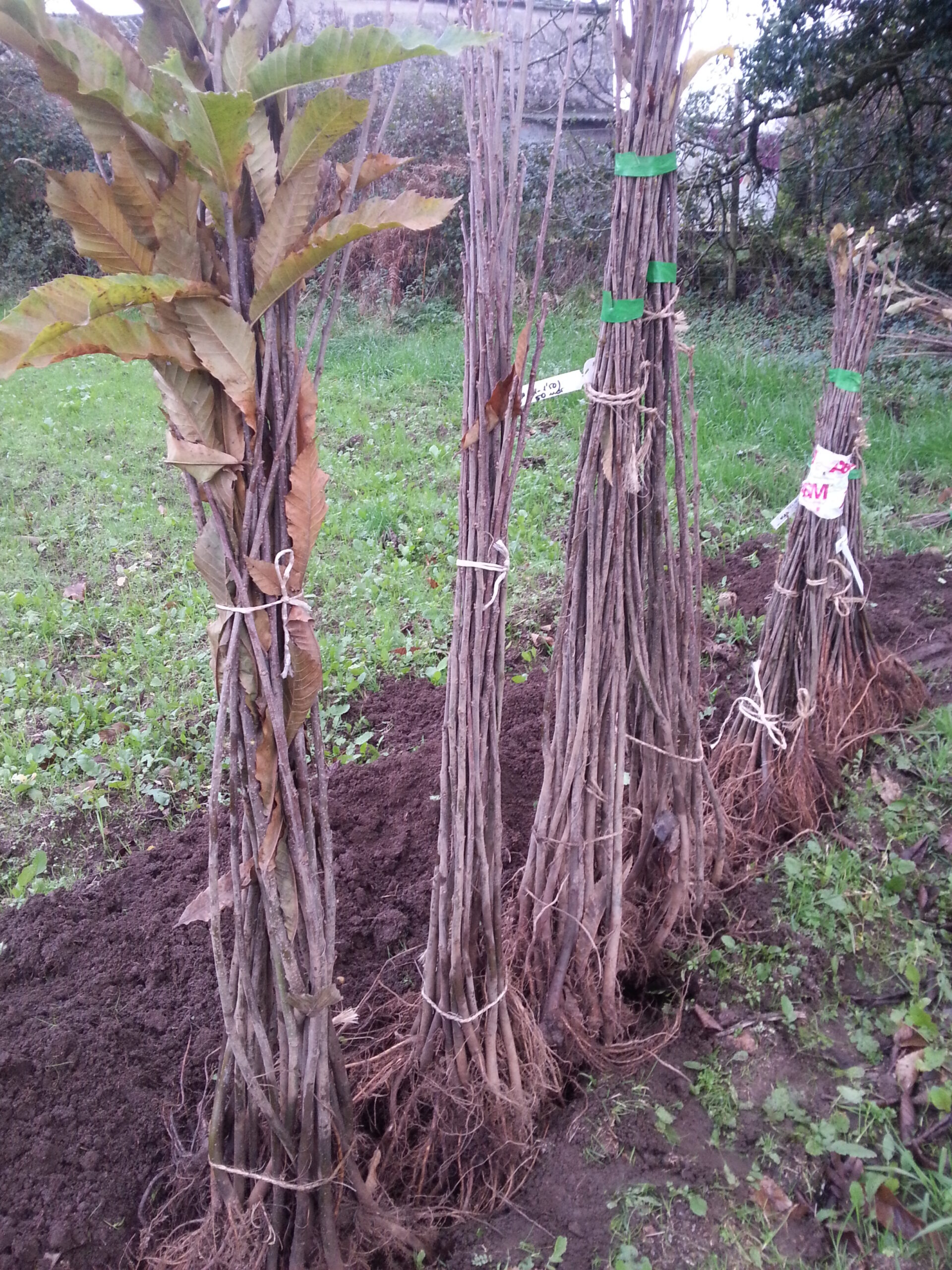 contacto - Castaños adultos - árboles de castaño en plantación y cultivo