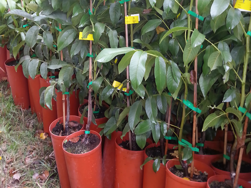 contacto- Esquejes de castaño - plantas jóvenes para cultivo y jardinería